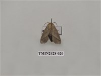 藏品(內點刺蛾)的圖片